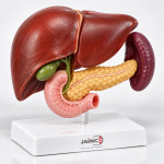The Liver Model with the Spleen bile the Pancreas and Duodenum